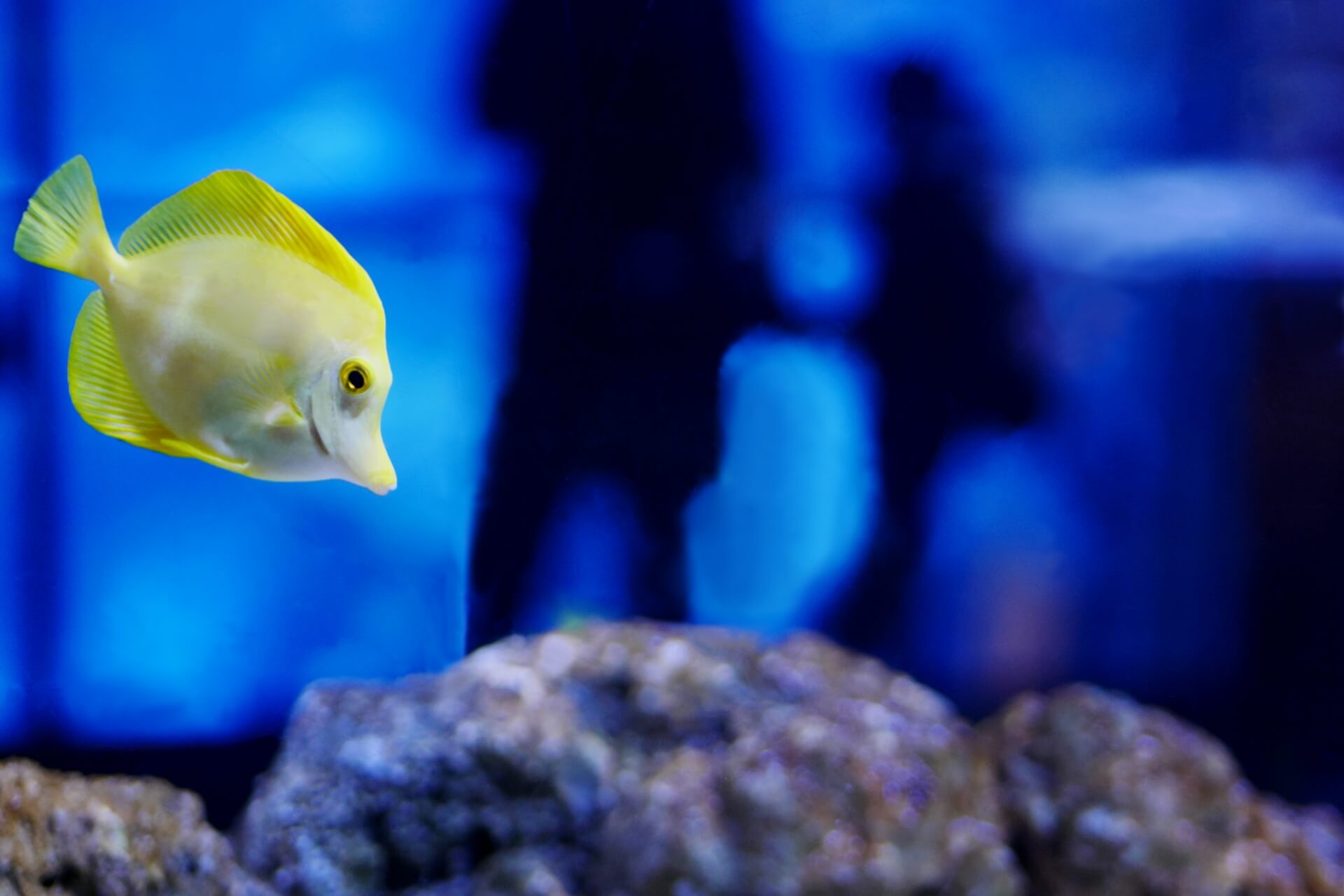 デートスポットは定番の水族館で決まり 東京でおすすめの水族館 デートスポットナビ